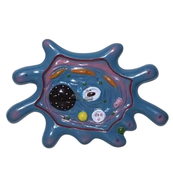 Amoeba Model